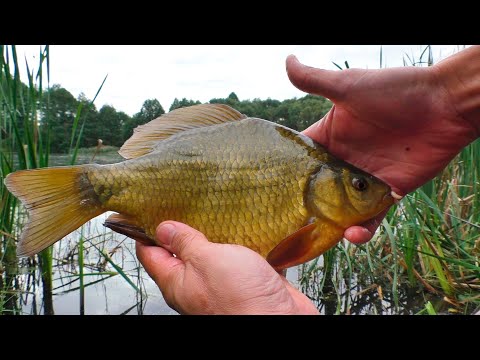 Видео: Золотой карась | Рыбалка на поплавок | Крупный карась