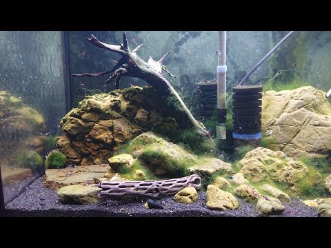 Видео: Мои аквариумы: 3 серия (креветочник Сулавеси Кардиналы/Sulawesi Shrimp Cardinal/ Caridina dennerli)