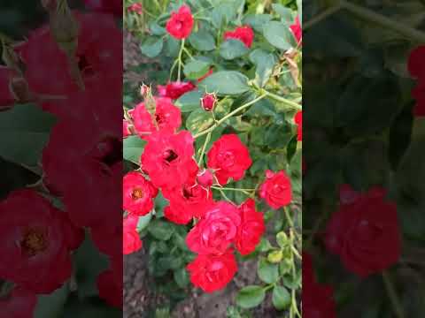 Видео: rose "Scarlet Meillandecor"#троянда Скарлет Мейландекор
