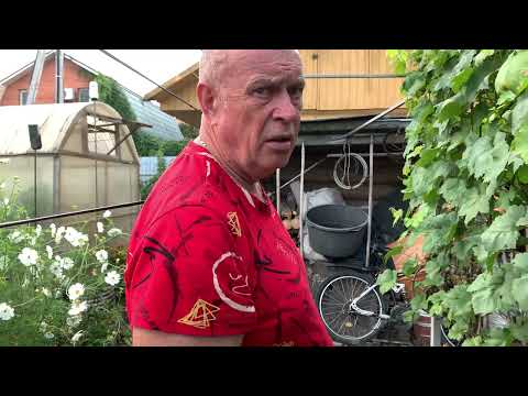 Видео: Виноград.вот такой он разный,даже в одной деревне))