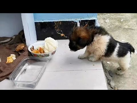 Видео: Спасли заброшенную, травмированную собаку, покрытую блохами.