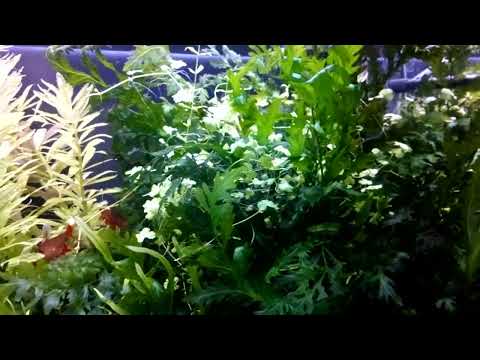 Видео: 100 литровый аквариум на земле . 2 месяца .