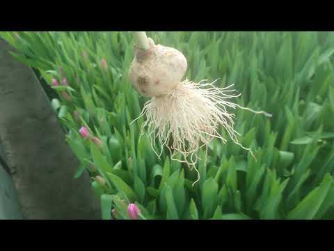 Видео: Выгонка тюльпанов на 14.02.2020.Топинг, гнилые ростки, пересадка.