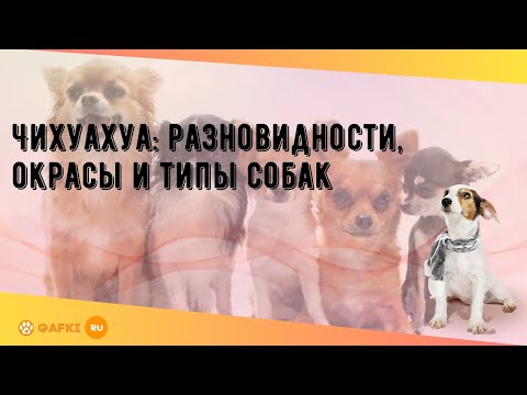 Видео: Чихуахуа: разновидности, окрасы и типы собак