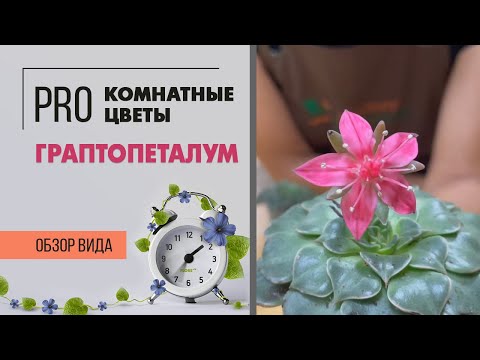 Видео: Граптопеталум - суккулент, похожий на каменную розу. Неприхотливое комнатное растение для ценителей
