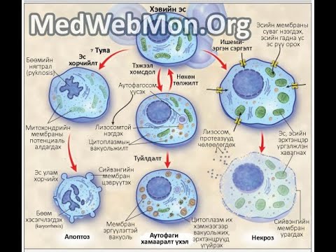 Видео: Бататгах дасгал 1 (Эсийн гэмтэл)