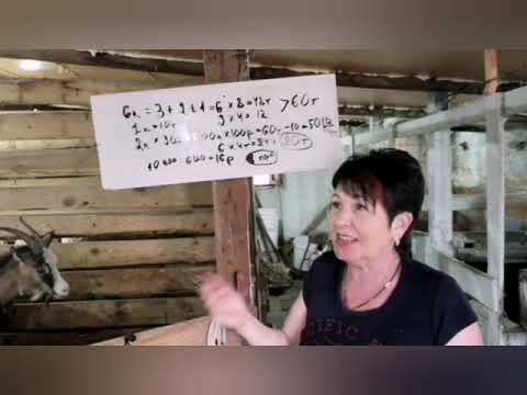 Видео: Какой доход от козы🤔? Себестоимость козьего молока.
