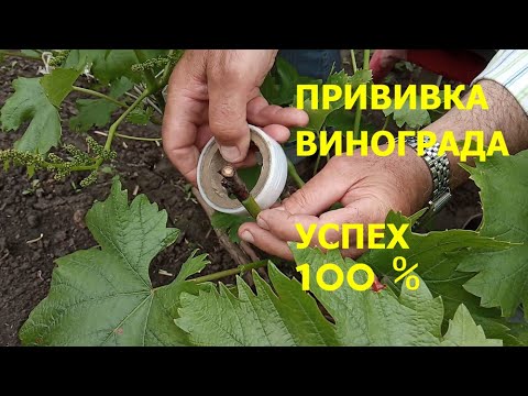 Видео: Прививка винограда чёрным в зелёное, как добиться 100% приживаемости? #6