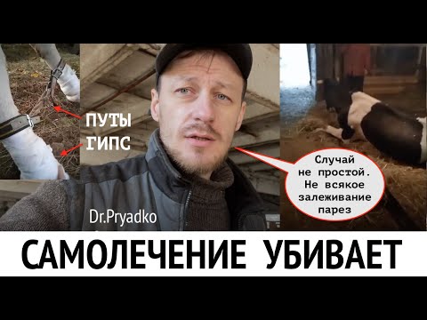 Видео: КАК ПОДНЯТЬ ЗАЛЕЖАВШУЮСЯ КОРОВУ, КОГДА НАДЕЖД УЖЕ НЕТ?