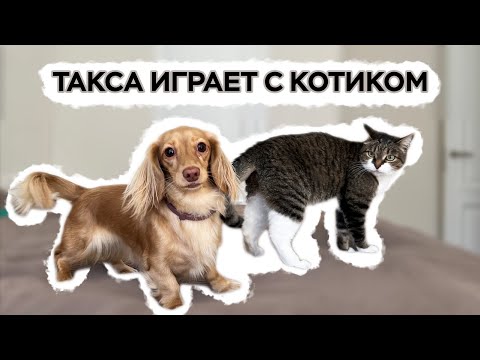 Видео: Длинношерстная такса играет с котиком