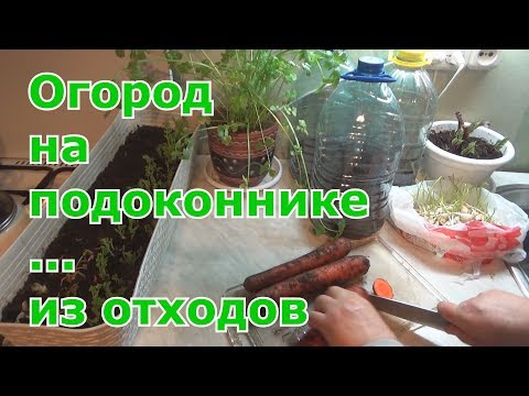 Видео: Повторное выращивание или вторая жизнь овощей. Огород на подоконнике из отходов.
