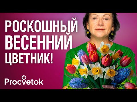 Видео: САЖАЕМ ТЮЛЬПАНЫ КАК В ГОЛЛАНДИИ! Шикарная долгоцветущая клумба из луковичных цветов