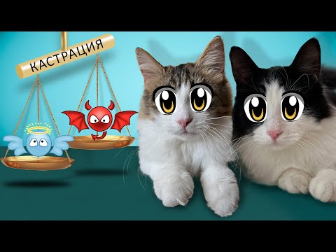 Видео: СПАСЁМ БЕЗДОМНЫХ ЖИВОТНЫХ ВМЕСТЕ! ИСТОРИЯ КОТЯТ ЮГИ и ЯНИ! КОШЕЧКА ИСА ПОЕХАЛА К ВЕТЕРИНАРУ