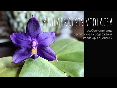 Видео: Всё о Phal. Violacea, где и как растет. Особенности и секреты ухода за видовой орхидеей виолацеей.