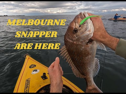 Видео: Мельбурнский люциан на пластике!