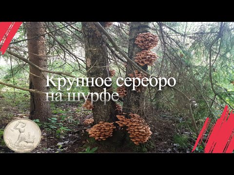 Видео: Выбрались на шурф и за грибами.