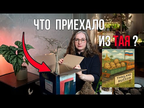 Видео: Обзор каудексных растений из Тайланда