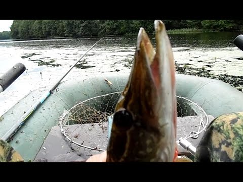 Видео: Рыбалка Ловля на живца озеро Великое 13 8 21г