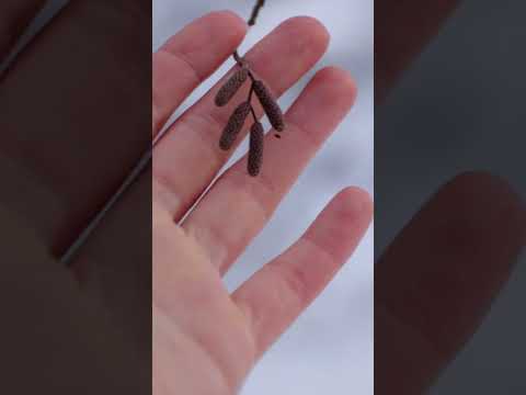 Видео: ОБОЖАЮ КАТАТЬСЯ НА ЛЫЖАХ #коньковыйход #лыжнаятехника #шалин