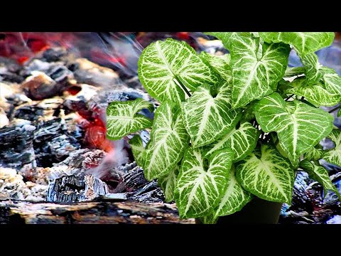 Видео: ЗОЛА как удобрение для комнатных растений. Правила применения золы в цветоводстве.