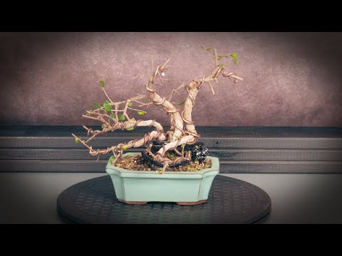 Видео: Формирование бонсай из вяза китайского (дерево 4 - часть 2)