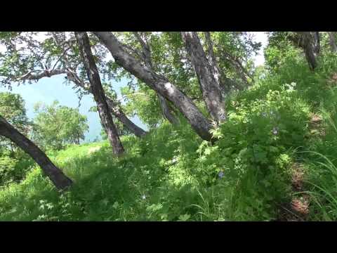 Видео: Петропавловск-Камчатский. Никольская сопка. 15.07.2015 г.