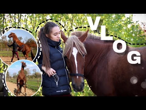 Видео: VLOG: Игры с диким пони | Спустя месяц без конюшни