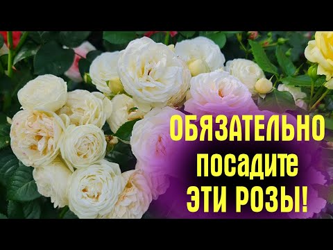 Видео: НЕПРИХОТЛИВЫЕ и ЦВЕТУТ БУКЕТАМИ! Показываю САМЫЕ ЗАМЕЧАТЕЛЬНЫЕ сорта РОЗ