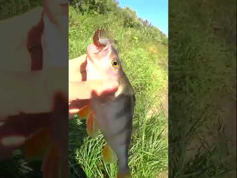 Видео: ОКУНЬ на СЛАГ.           #рыбалка #fishing