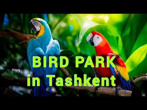 Видео: Парк ручных попугаев в Ташкенте. Ташкентский зоопарк.