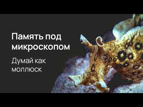 Видео: Нейробиология памяти. Ионы, белки, нейронные сети