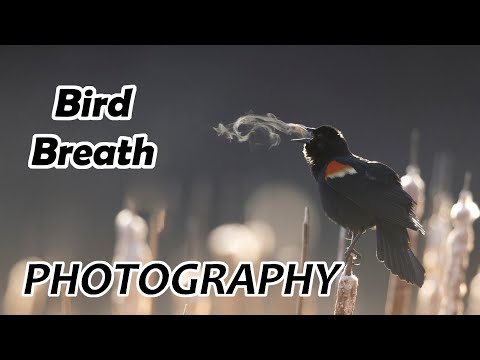 Видео: ЭПИЧЕСКИЙ ВИДЕОБЛОГ О ФОТОГРАФИИ ДЫХАНИЯ ПТИЦ: советы и рекомендации, а также то, что происходит ...