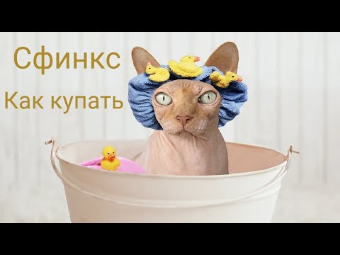 Видео: Купаем кота сфинкса