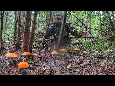 Видео: ГРИБНИК УЛЕТЕЛ В КОСМОС ОТ СЧАСТЬЯ ОТ ТАКИХ НАХОДОК! НАТКНУЛСЯ НА ОГРОМНЫЕ ПОЛЯНЫ ПОДОСИНОВИКОВ!