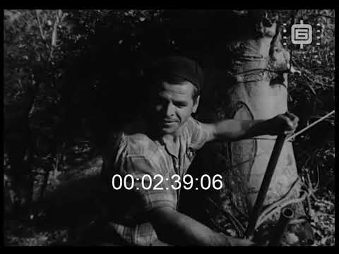 Видео: Кинопреглед No 38 / Newsreel No 38 (1962)
