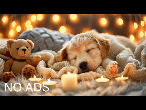 Видео: Лечебная музыка для собак 🐶 Расслабляющая музыка от тревоги разлуки 🐕 Расслабляющая музыка 💖