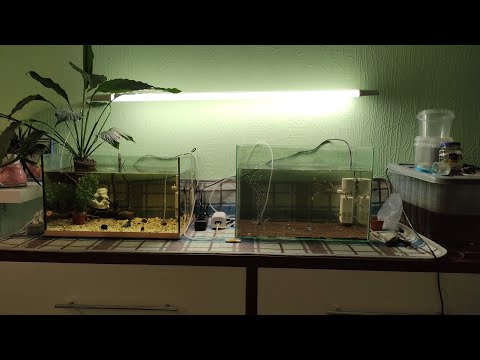 Видео: Переформировал аквариумы. Последнее видео в таком формате!