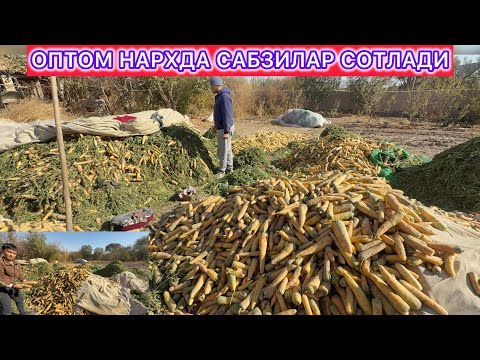 Видео: ОПТОМ НАРХДА САБЗИЛАР СОТЛАДИ 7- ноября 2025 г.