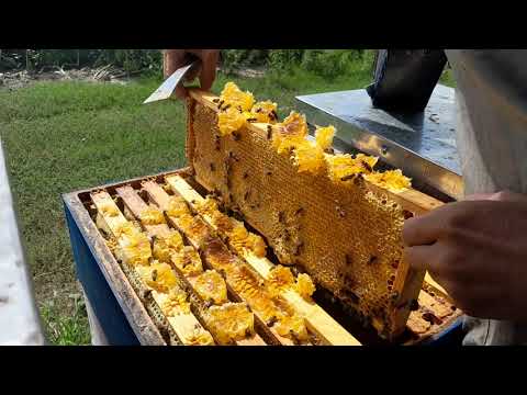 Видео: Відбір меду 2025. Кочовий точок.