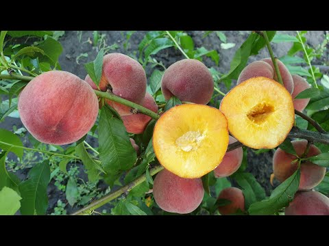 Видео: СОРТ ПЕРСИКА ПЕРЕЖИВШИЙ ЗАМОРОЗКИ  - 9 / ПЕРСИК РИЧ МЕЙ