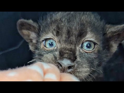 Видео: Маленькая пантера ЕСТ ВСЁ ТО, ЧТО ОПАСНО! Мы НЕ ХОТЕЛИ это показывать, чтобы не пугать Вас! Но…