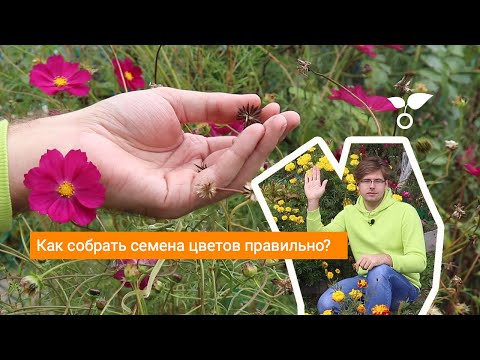 Видео: Как собрать семена цветов правильно?