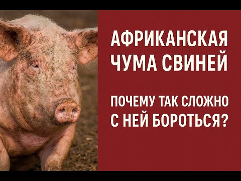 Видео: Африканская чума свиней, почему так сложно бороться с ней, главная причина и есть ли шансы на успех.