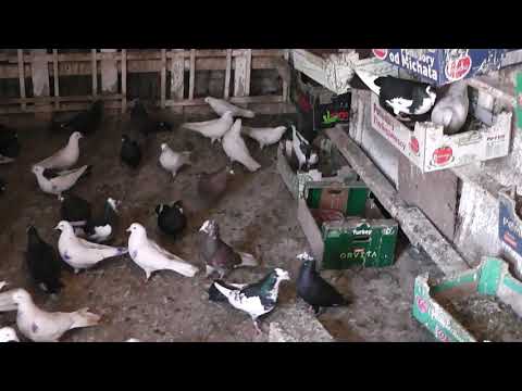 Видео: Пазарджишки гълъби от Карлово Сандо Балкана ул.Опълченска 8 тел.0888592716 2021 год.