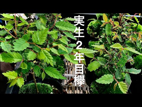 Видео: Я не знал! ! О разнице между корнями и ростками бонсай Шинпаку и на вопросы в комментариях