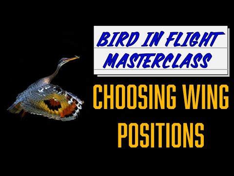 Видео: Фотография птиц в полете №2: каждый раз запечатлевайте идеальное положение крыльев