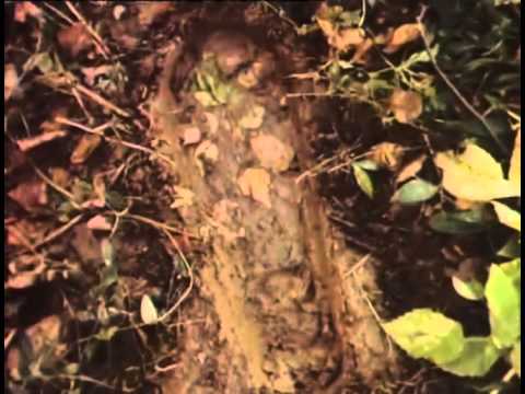 Видео: "СПЛИН": "СКАЗКА"