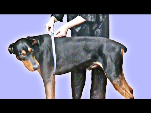 Видео: Снимаем мерки с большой собаки.