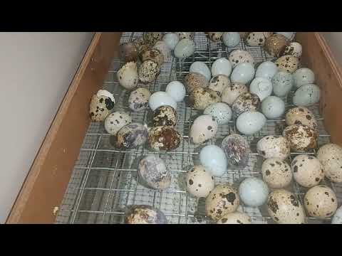 Видео: Буданаҳо мурдан. Хатогиҳои мо.