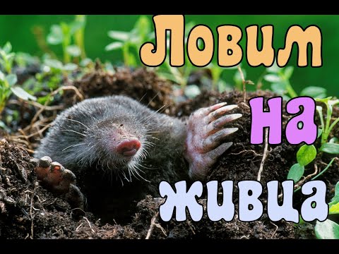 Видео: Поймать крота за 5 минут.